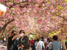 올해 벚꽃 놓쳤다면···“네비에 ‘경주불국공원’을 치세요” 기사 이미지