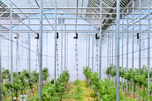 스마트사과원 무인방제시스템 시연회사진청송군 제공