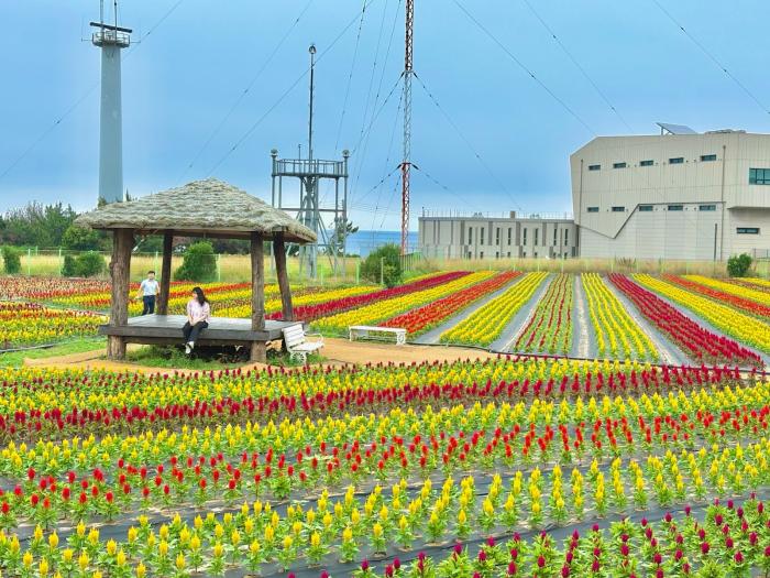 250630 포항 호미곶에 이런 곳이 알록달록 맨드라미 정원 지금 만나러 가요