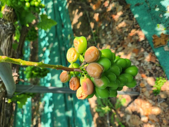 9참고포도일소증상