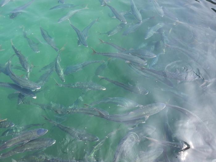 6참고축제식방어