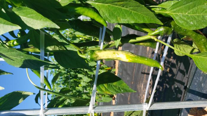 5참고고추일소피해과