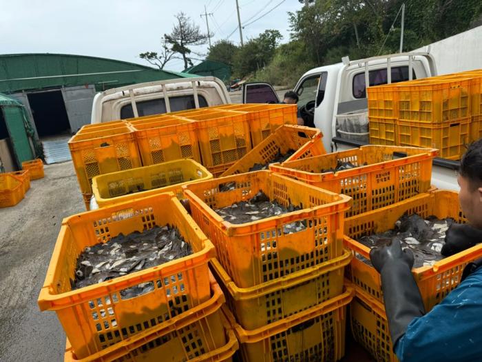 250806 포항시 고수온 피해 최소화 총력 30억 투입해 선제적 대응 체계 가동1