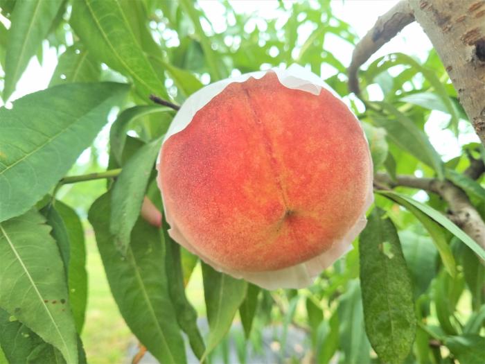 7경북도육성복숭아신품종스위트하백