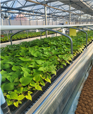 9의성분원순화증식온실