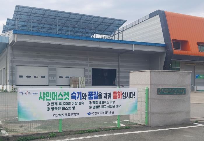 9샤이머스켓숙기및품질준수출하홍보현수막