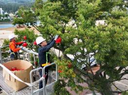 「제19회 청송사과축제」, 본격 준비 태세 돌입 기사 이미지