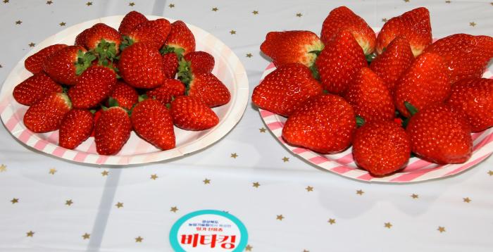 2딸기신품종비타킹좌일반형우대과형