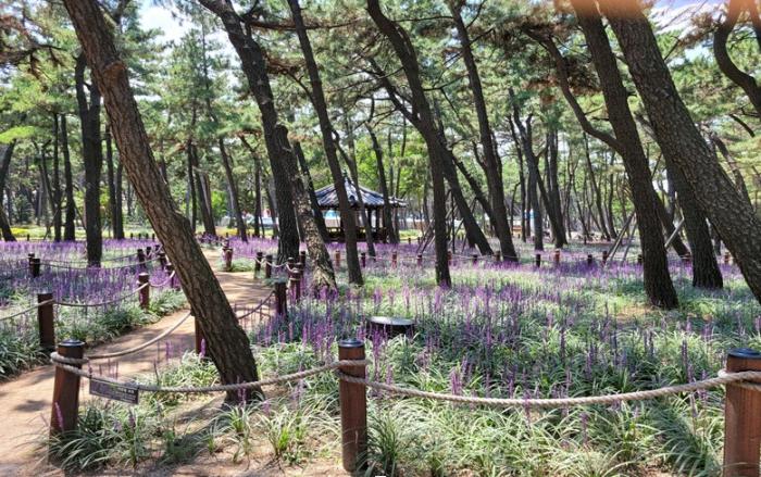 경북도시숲전경포항송도솔밭도시숲