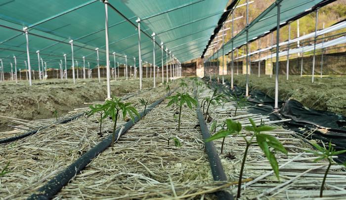 인삼봄철생육관리