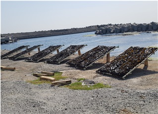 동해안자연산미역건조과정