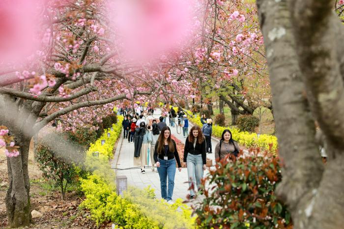 경주 불국사공원 겹벚꽃 절정 임박