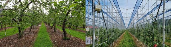 스마트과원사진안동시 제공